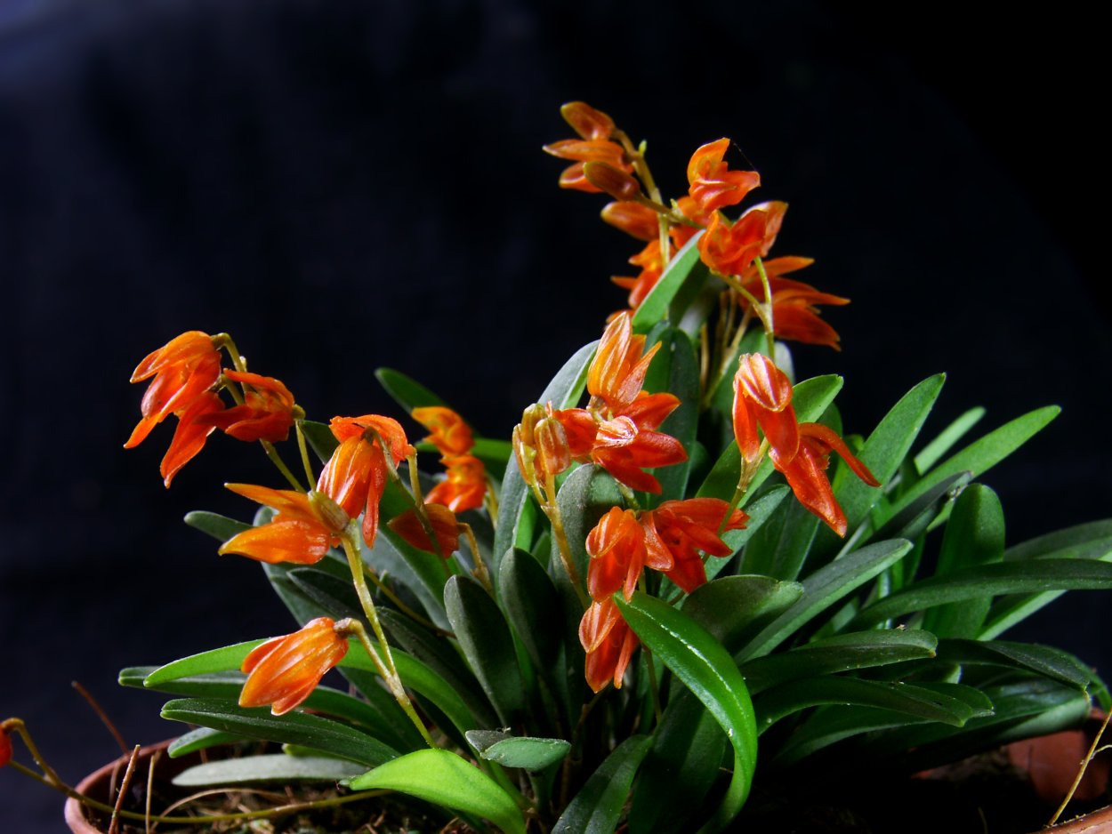 Pleurothallis crinita