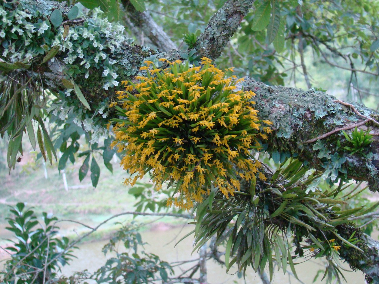 Pleurothallis lindenii
