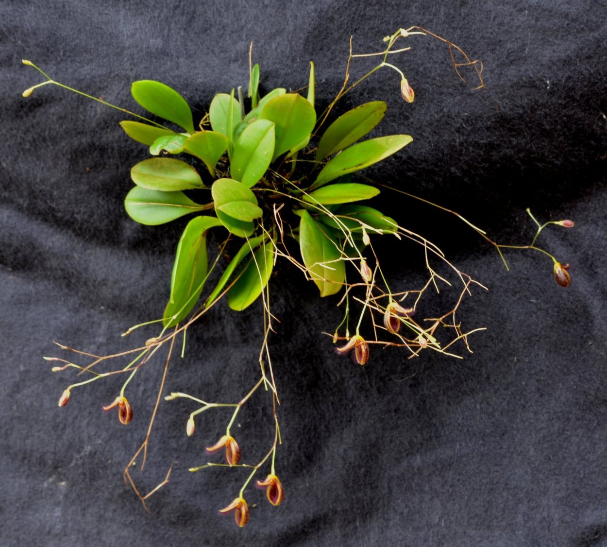 Pleurothallis glandulosa