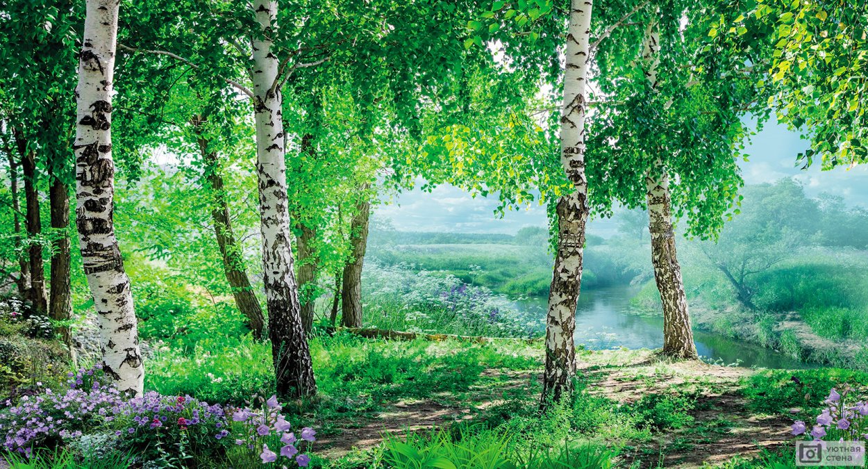 Природа России Березовая роща