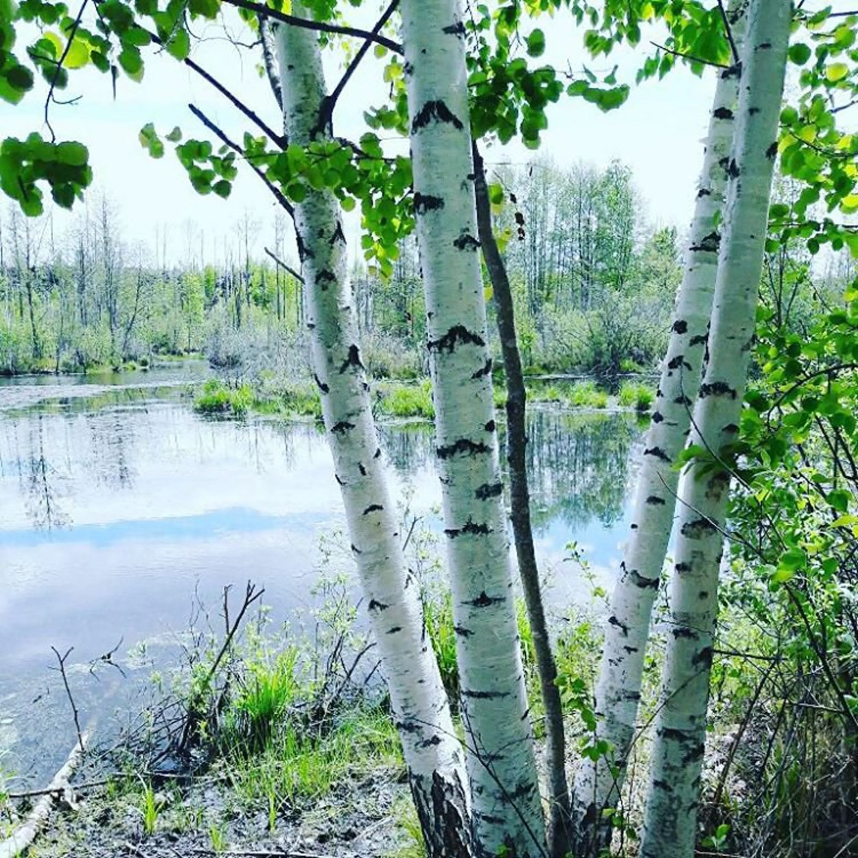 Березы России