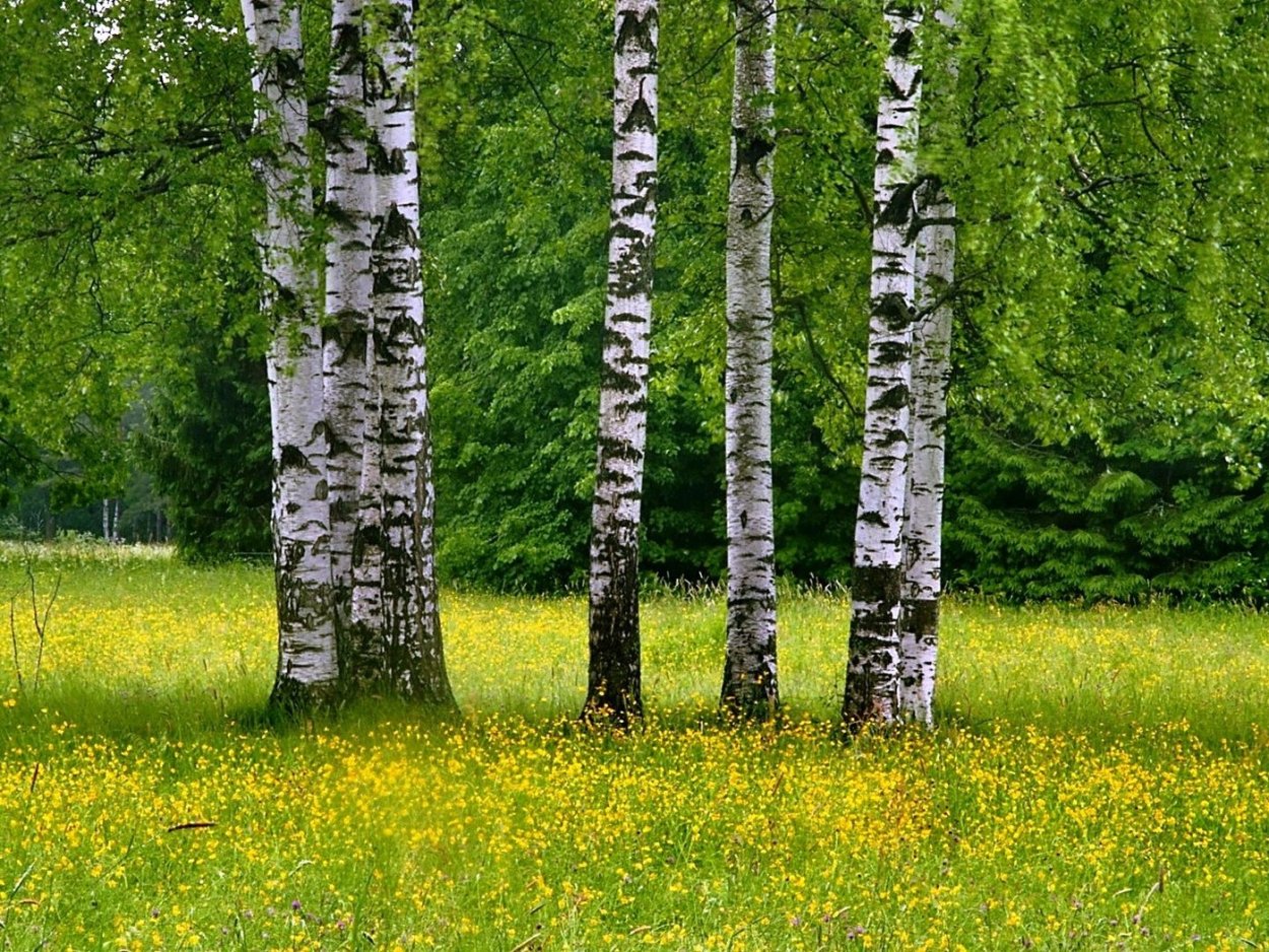 Березовая роща Томск