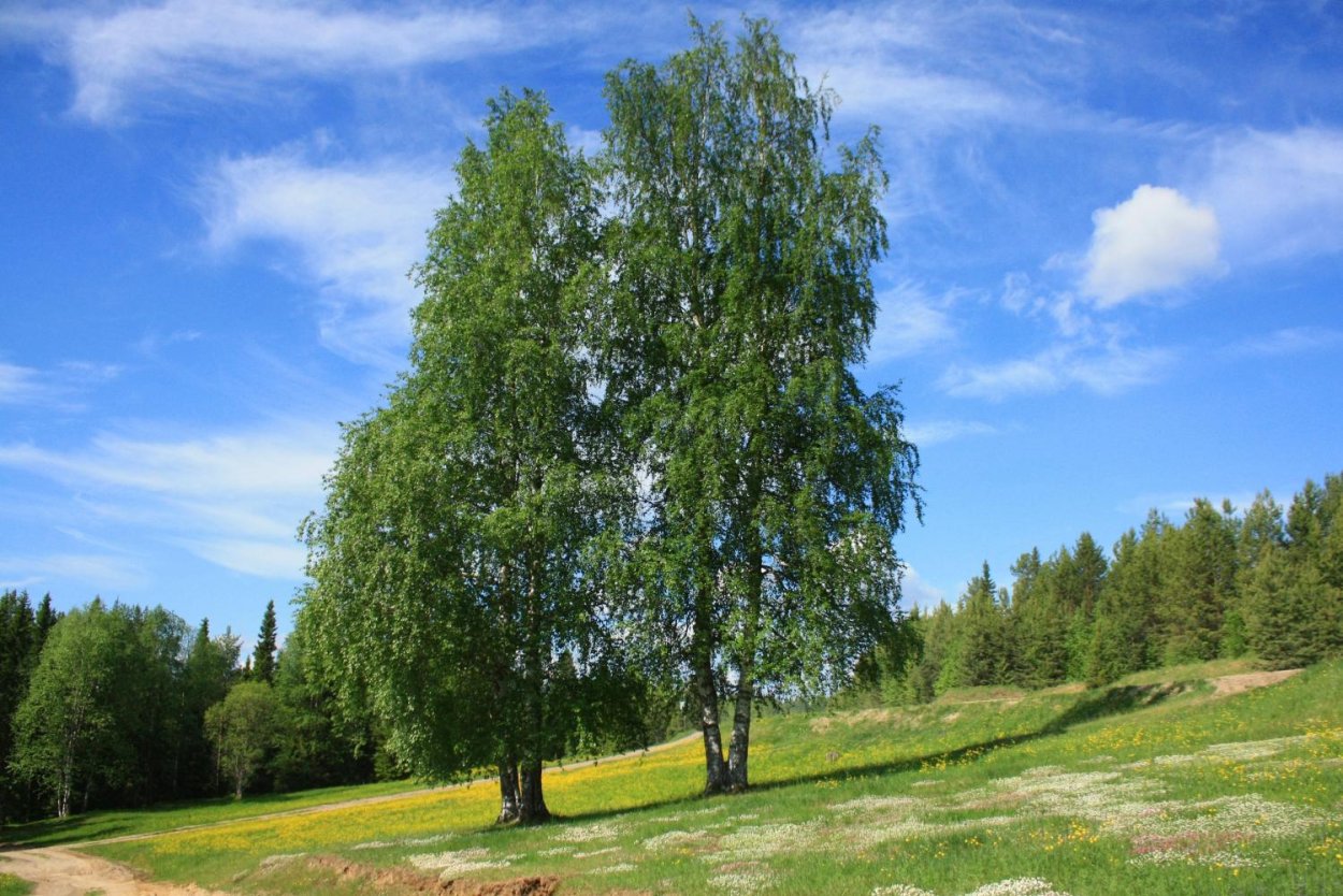 Красивая береза