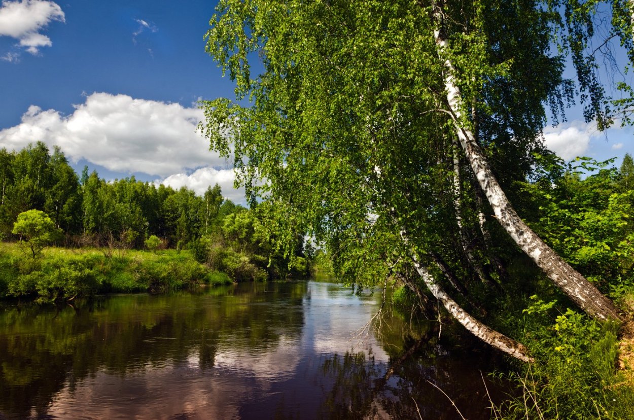 Березовая роща Тутаев