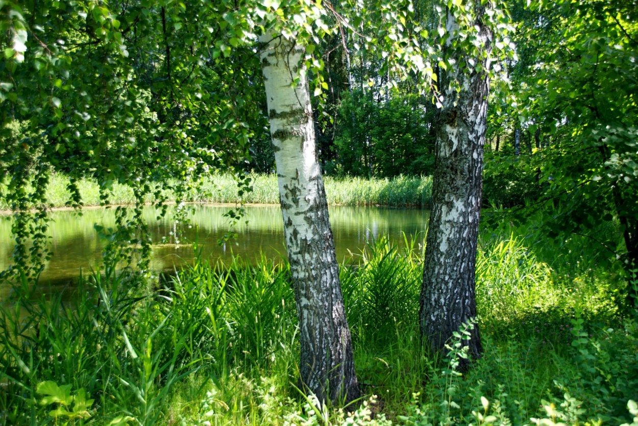 Березовая роща Томск