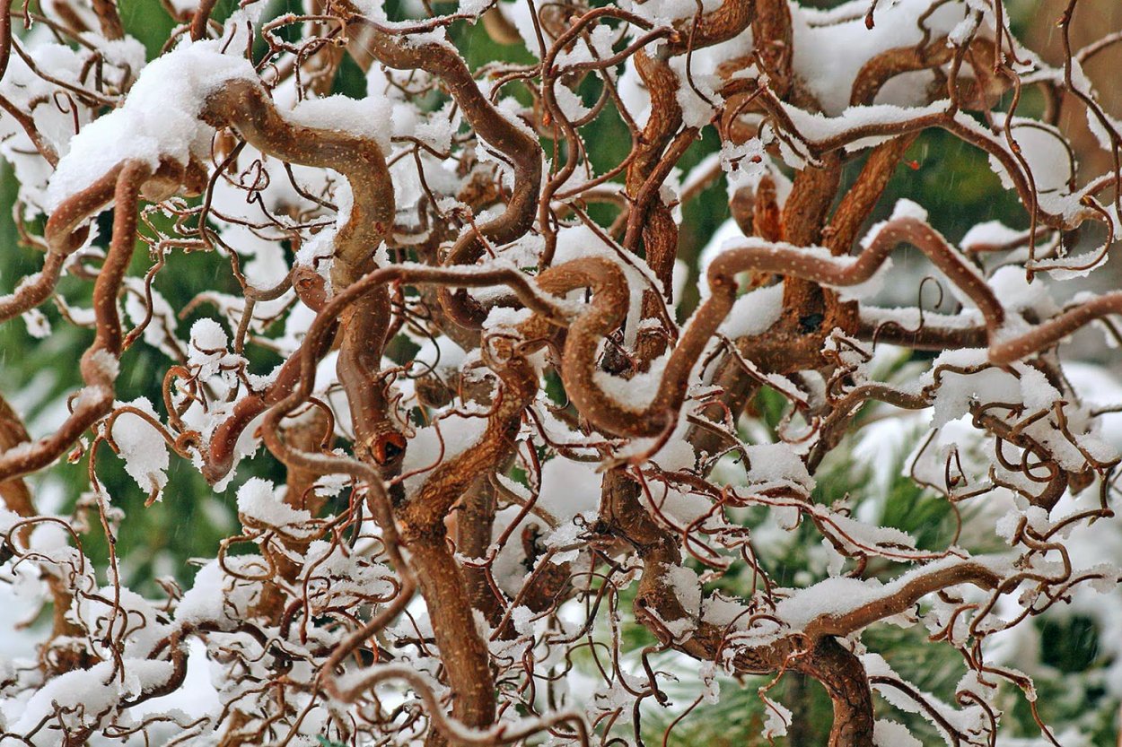 Лещина Конторта