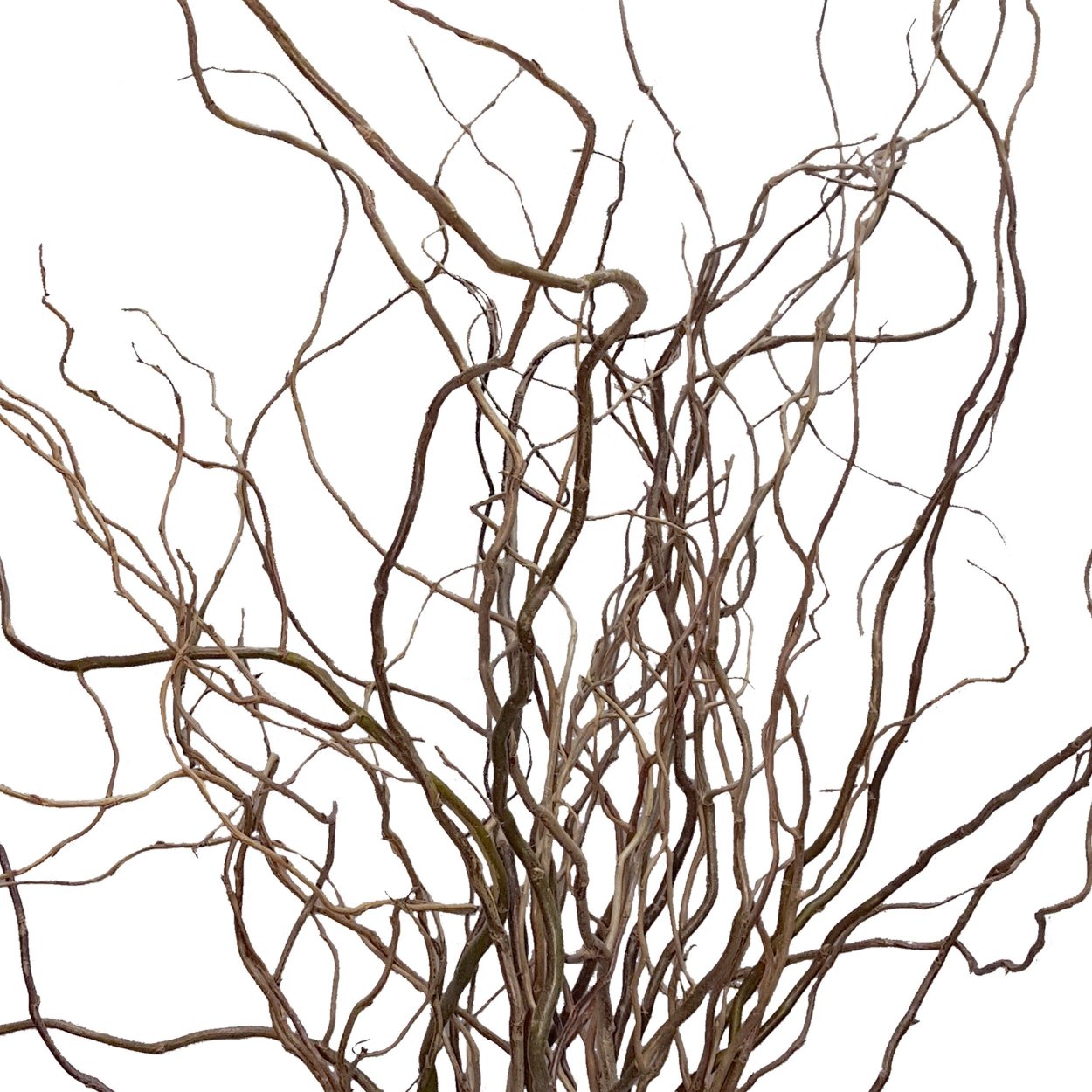 Саликс Корелиус