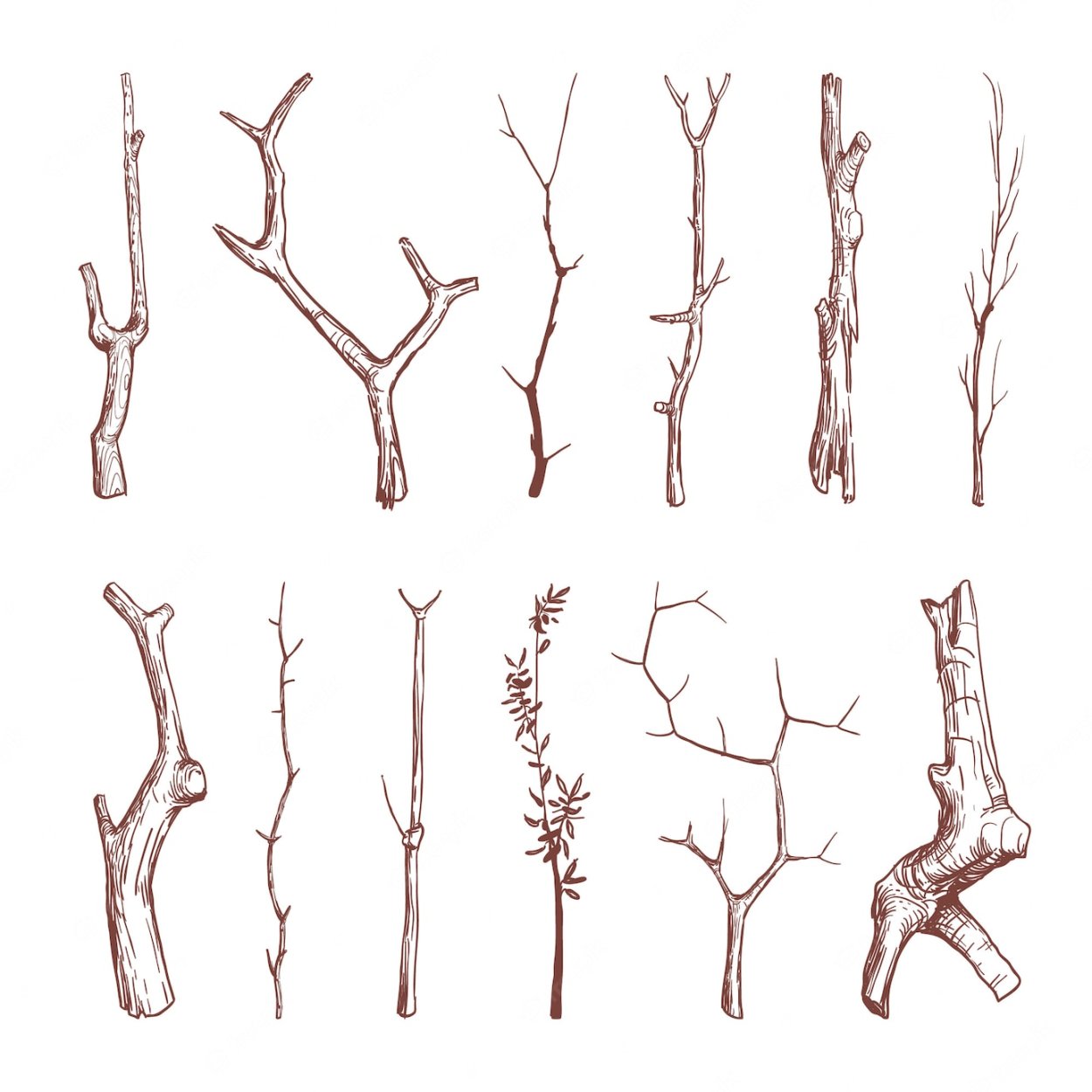 Зарисовки веток различных пород деревьев