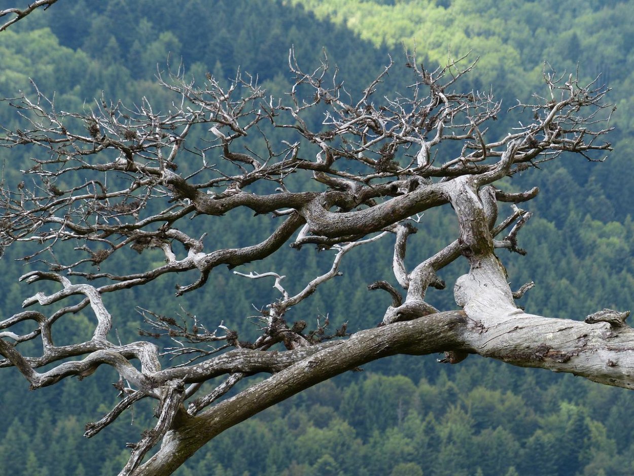 Дерево с корявыми ветками