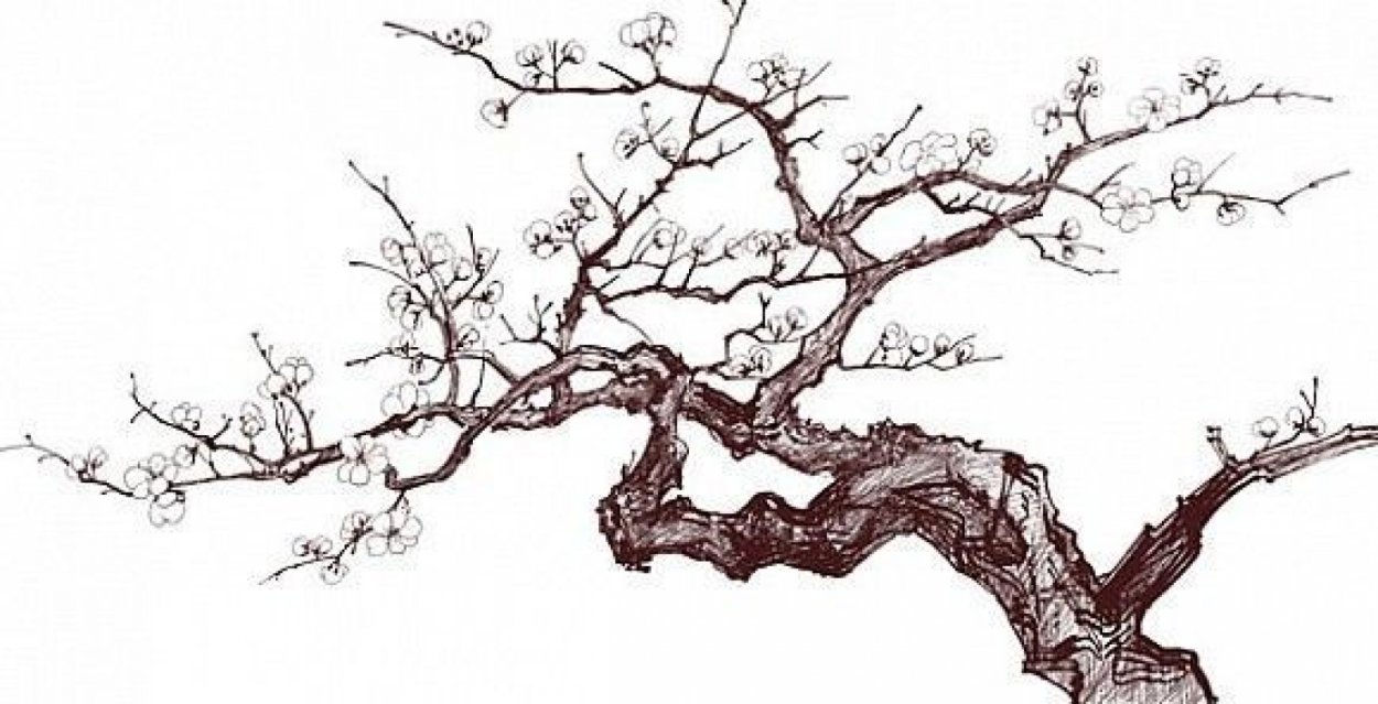 Сухая ветка Сакуры