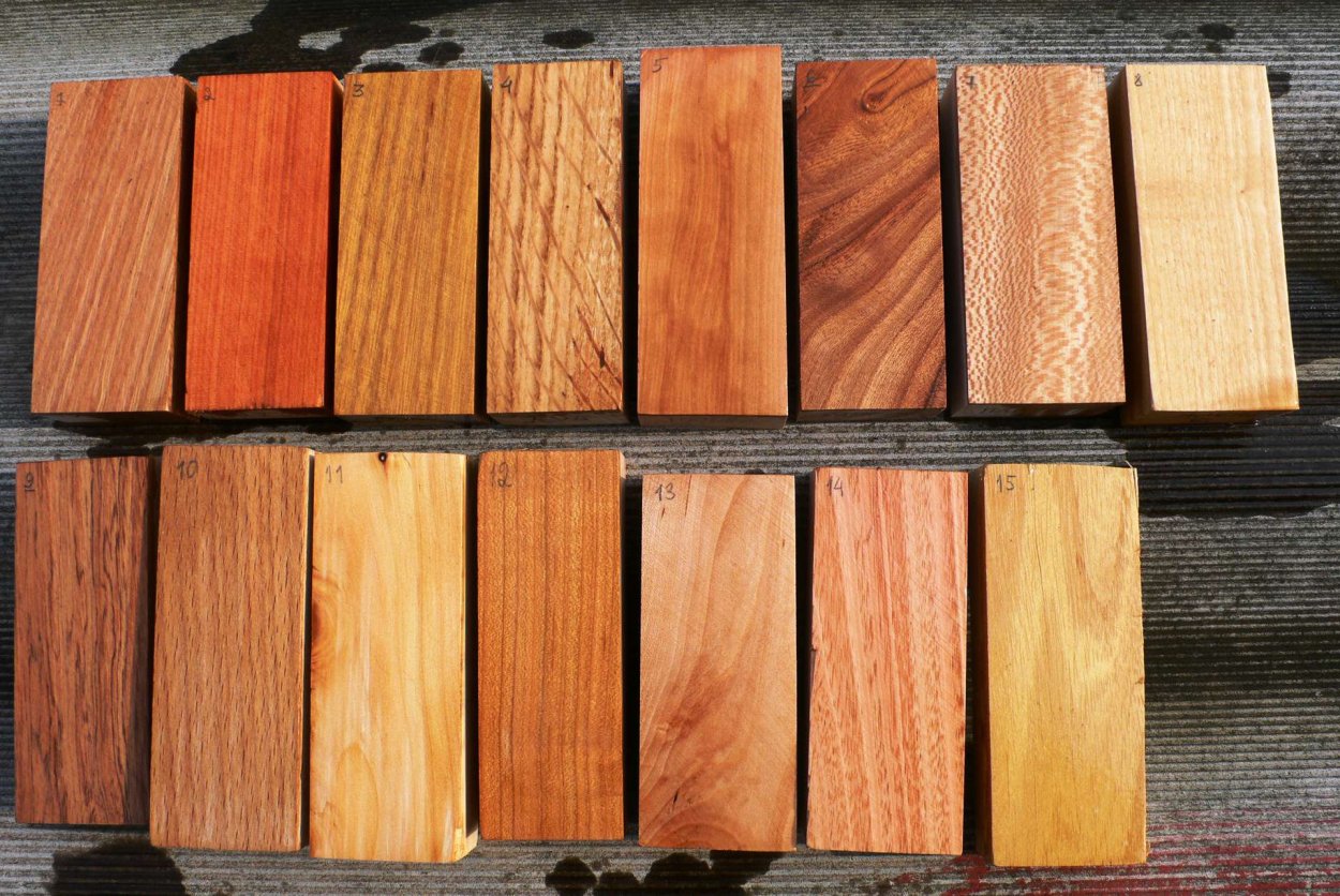 Сосна обыкновенная Ватерери бонсай