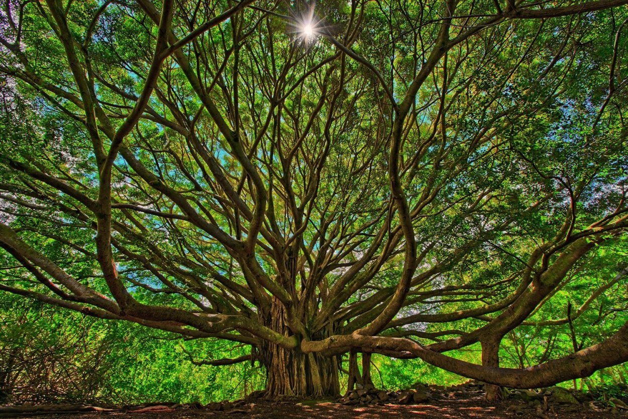 Дисковидные корни тропических деревьев