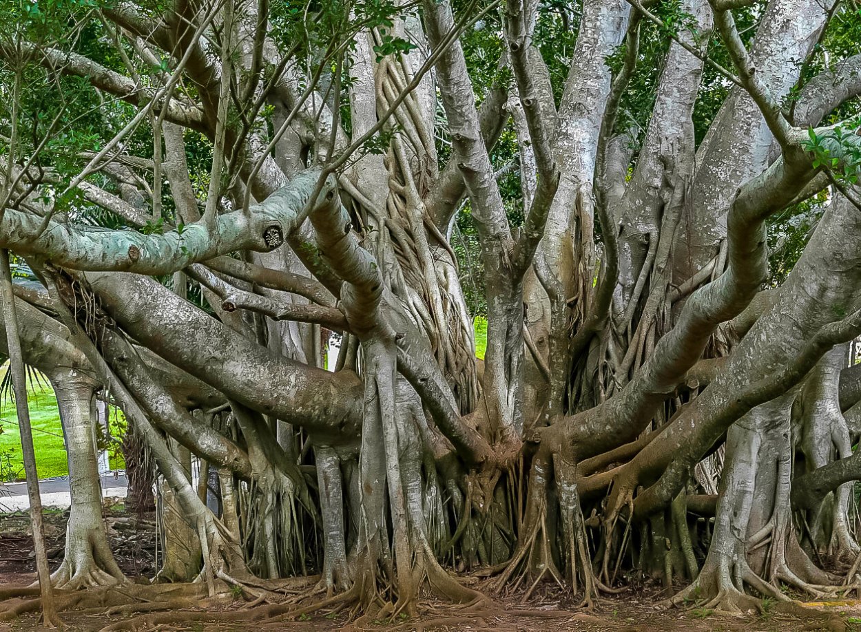 Пейзаж обои Весна кольцо