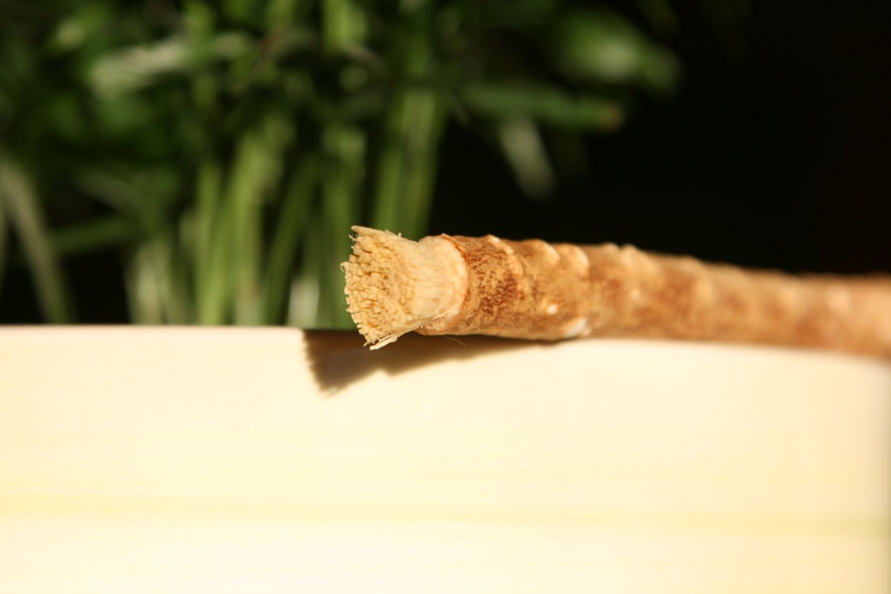 Мисвак Египетская палочка