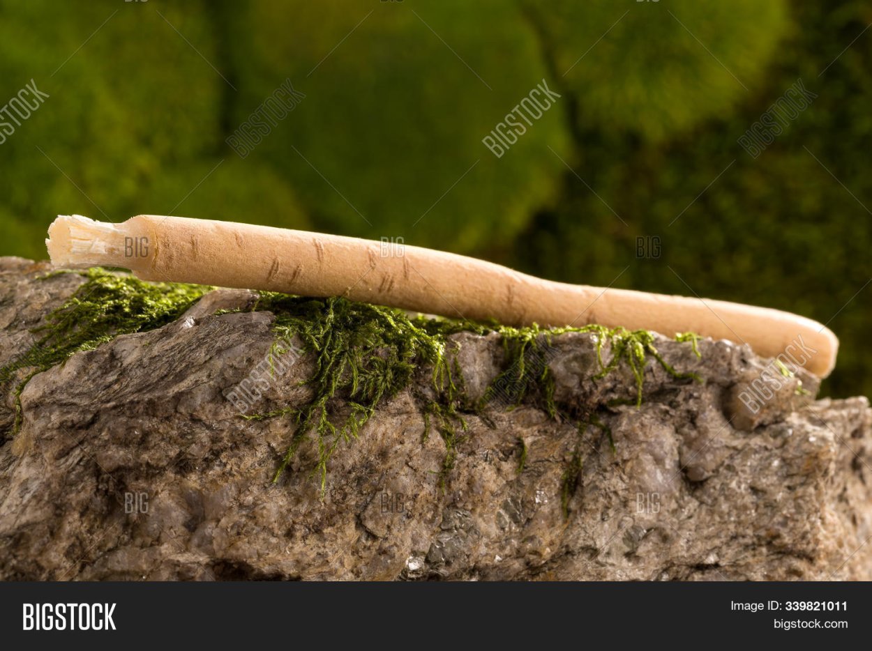 Мисвак нима