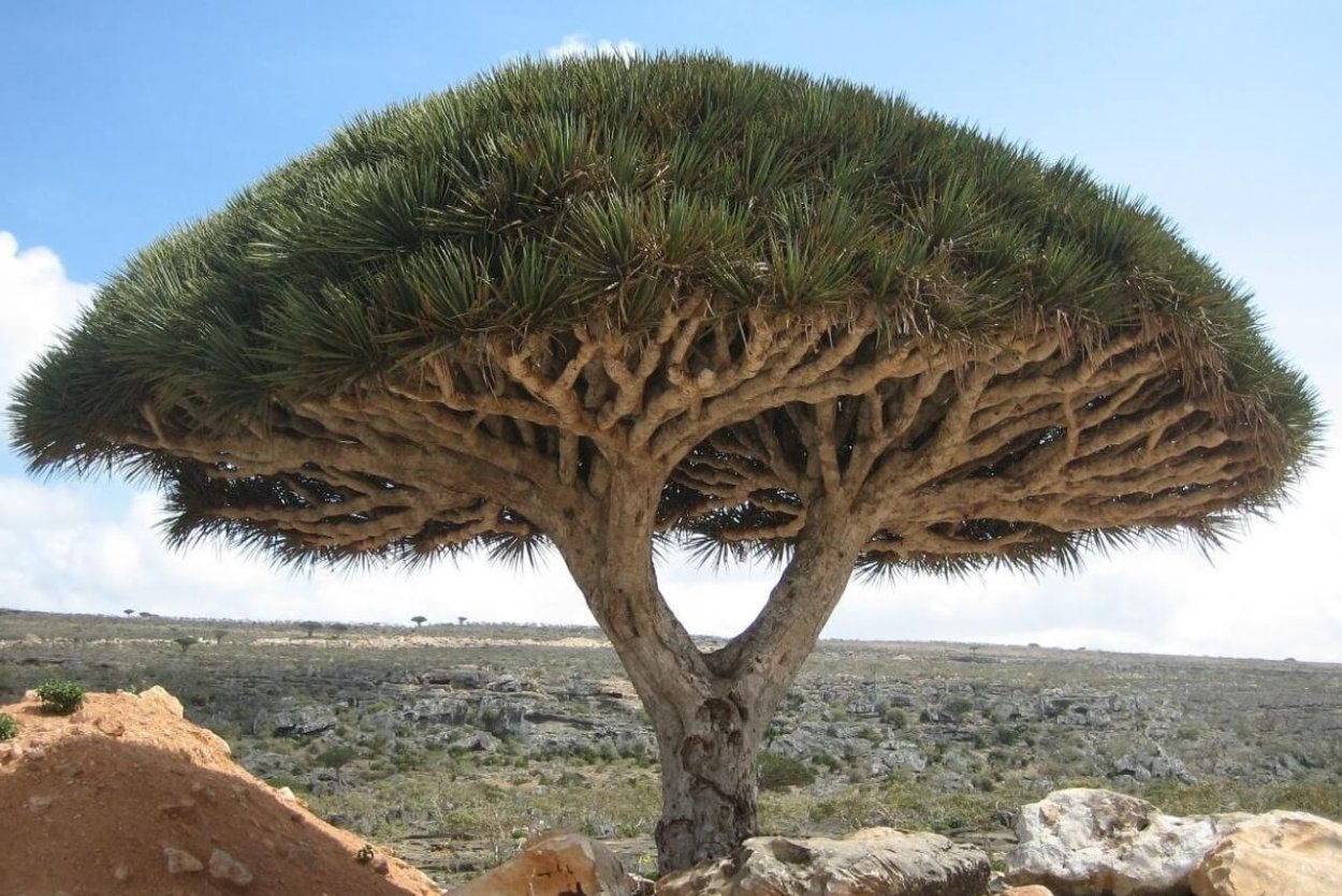 Манго дерево высота