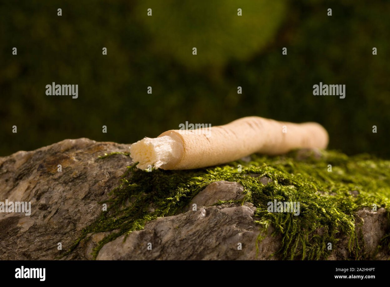 Мисвак ишлатиш усули