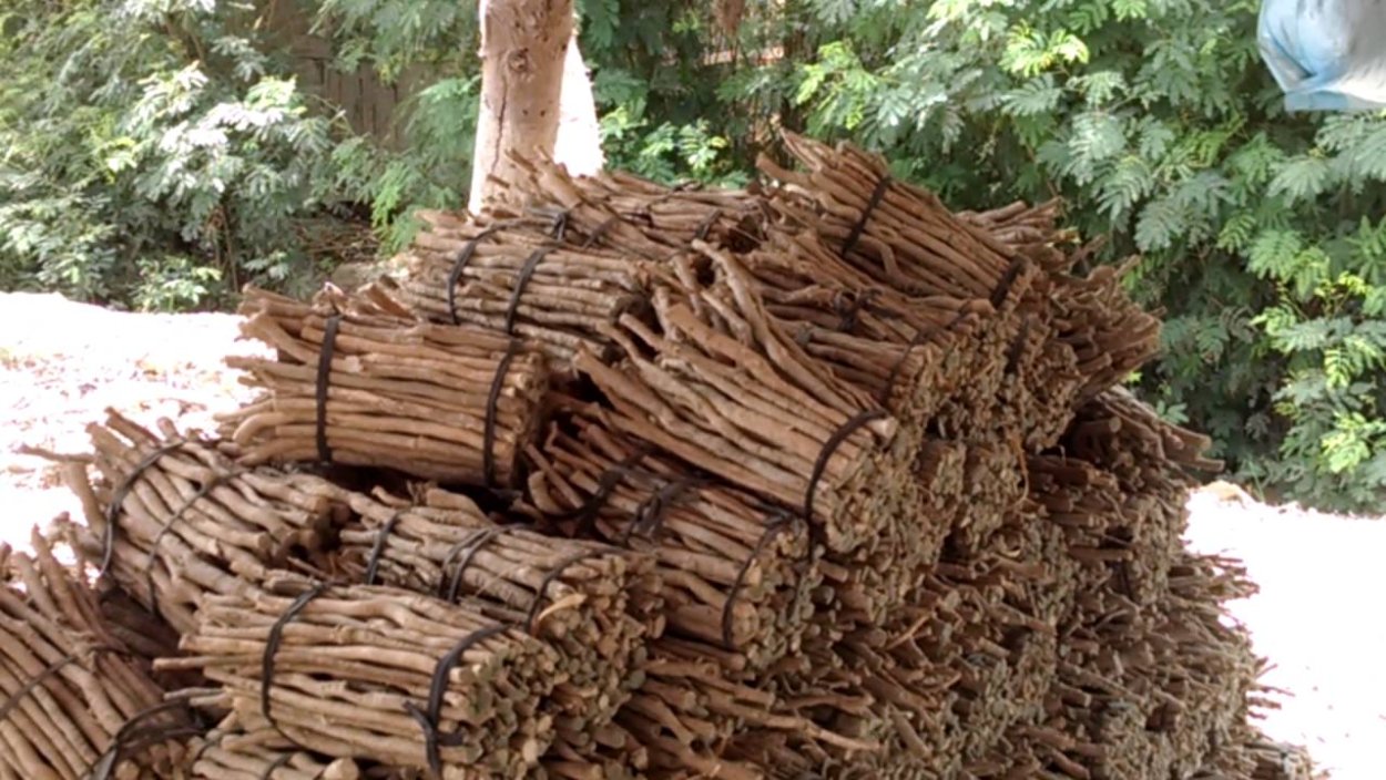 Сивак в белом фоне