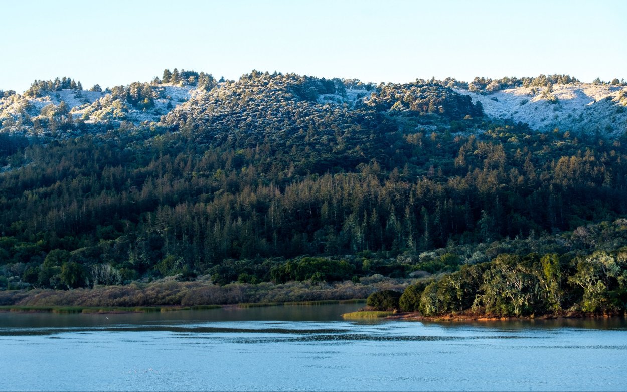 Дерево с огромными корнями