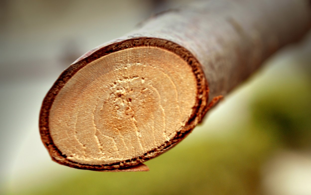 Макросъемка древесина