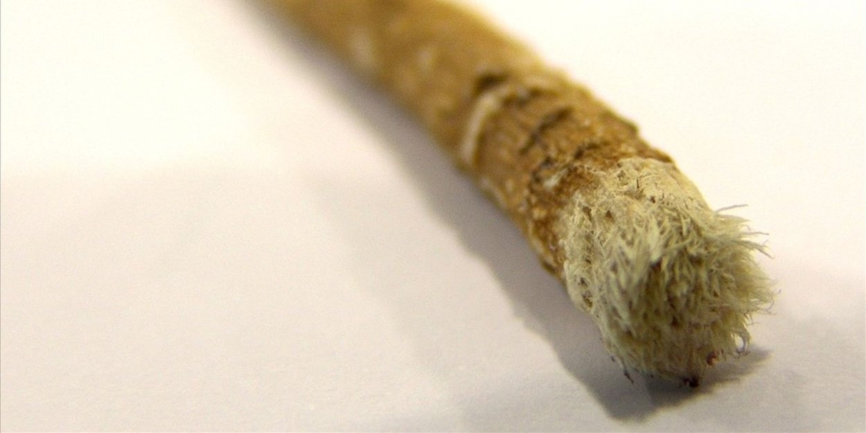 Дерево с корнями силуэт