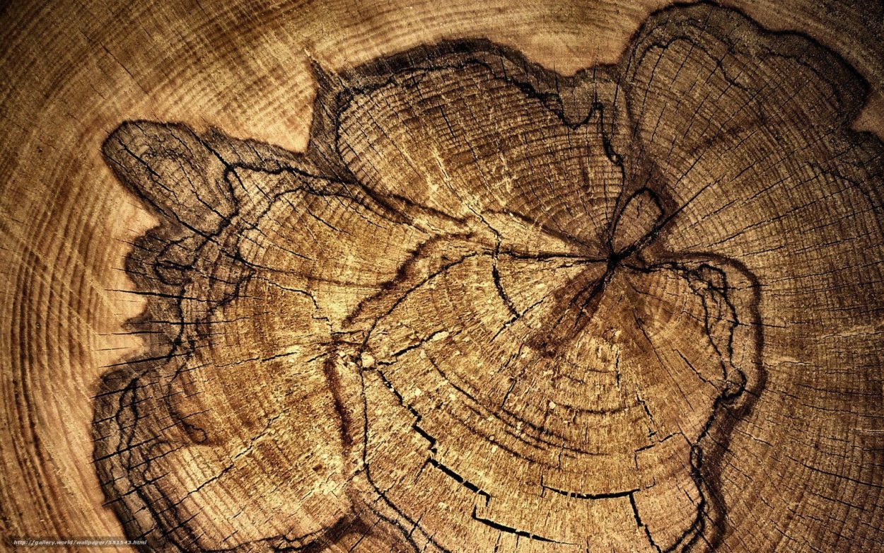 Сруб дерева