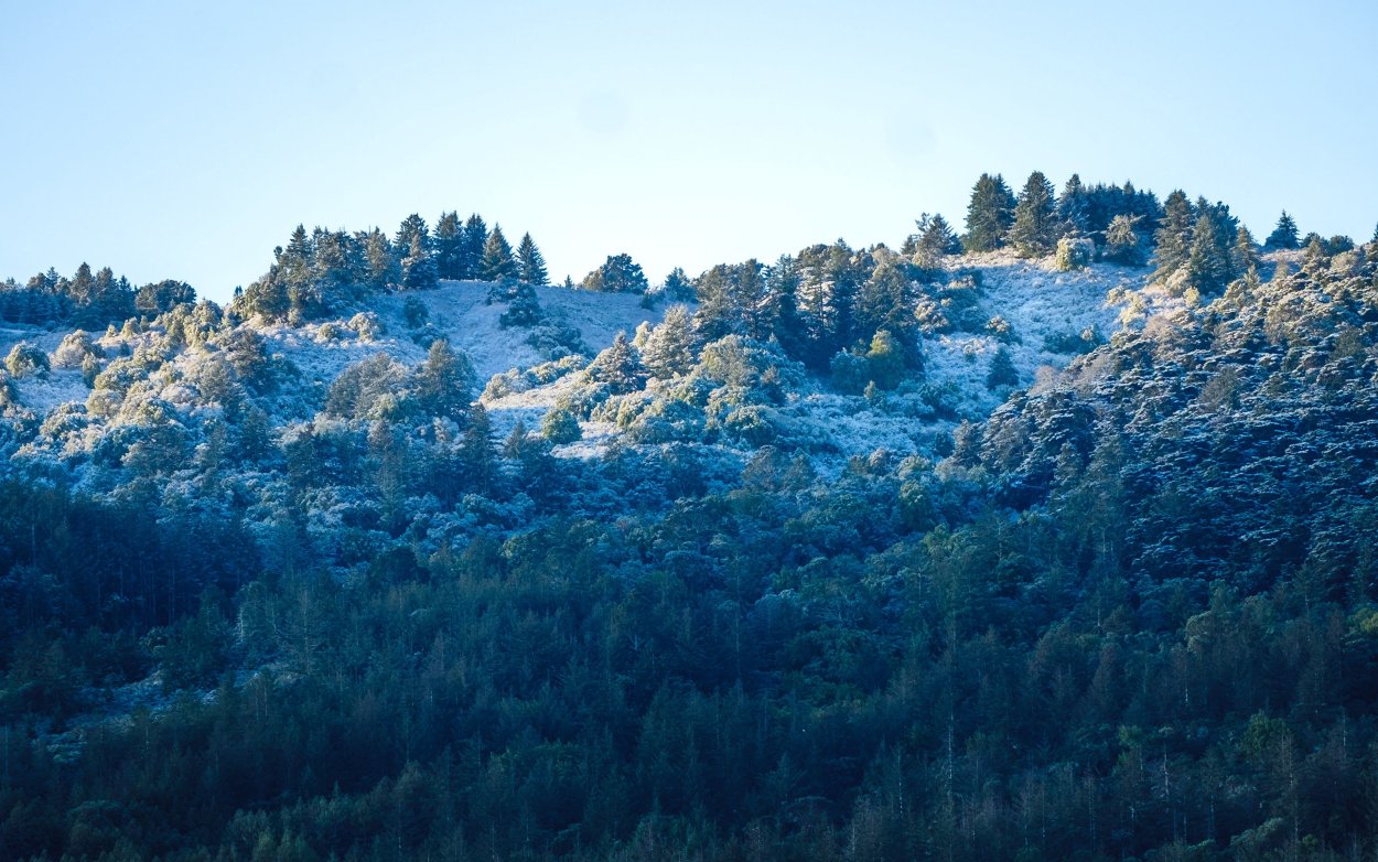 Мисвак веточка