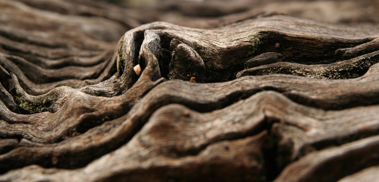 Анчар Беннетта