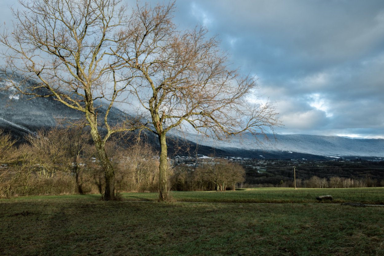 Срез дерева для фотошопа