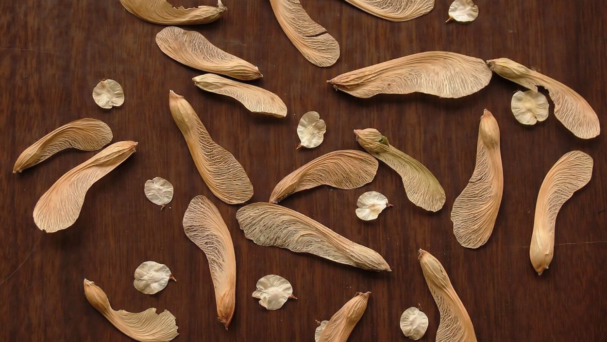 Мисвак кустарник