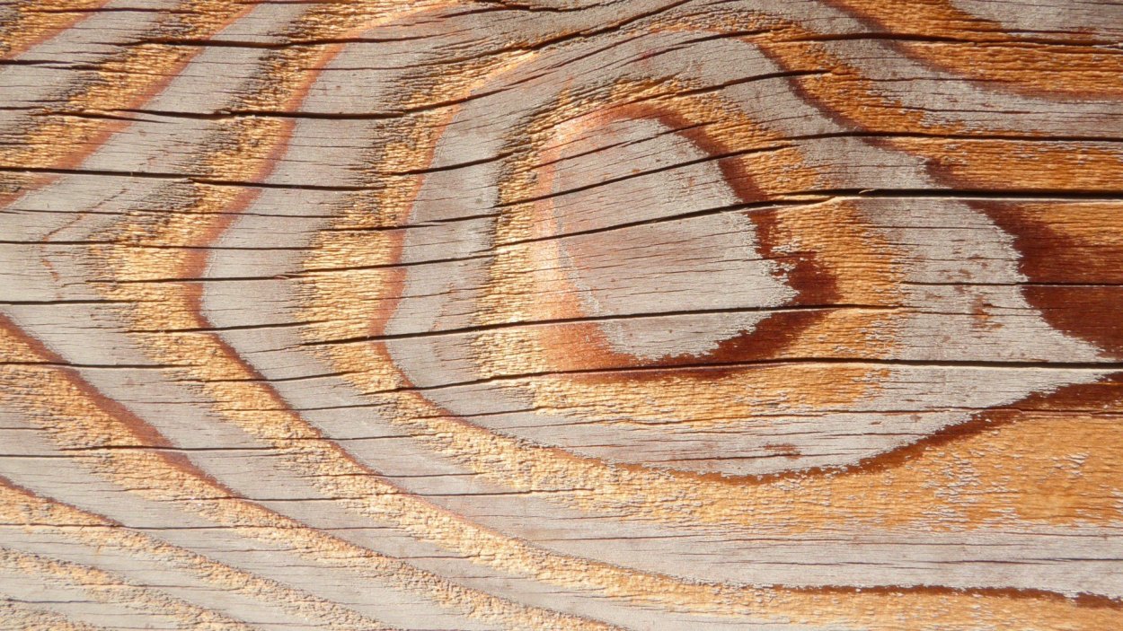 Текстура коры дерева