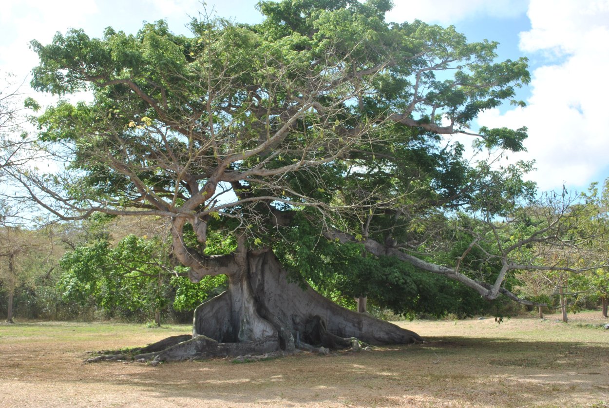 Юкатан Сейбы