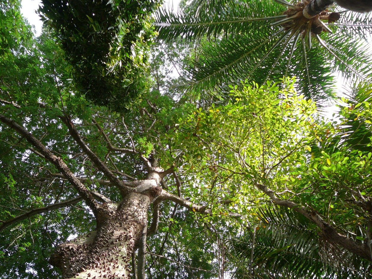Сейба мелколистная (Ceiba parvifolia)