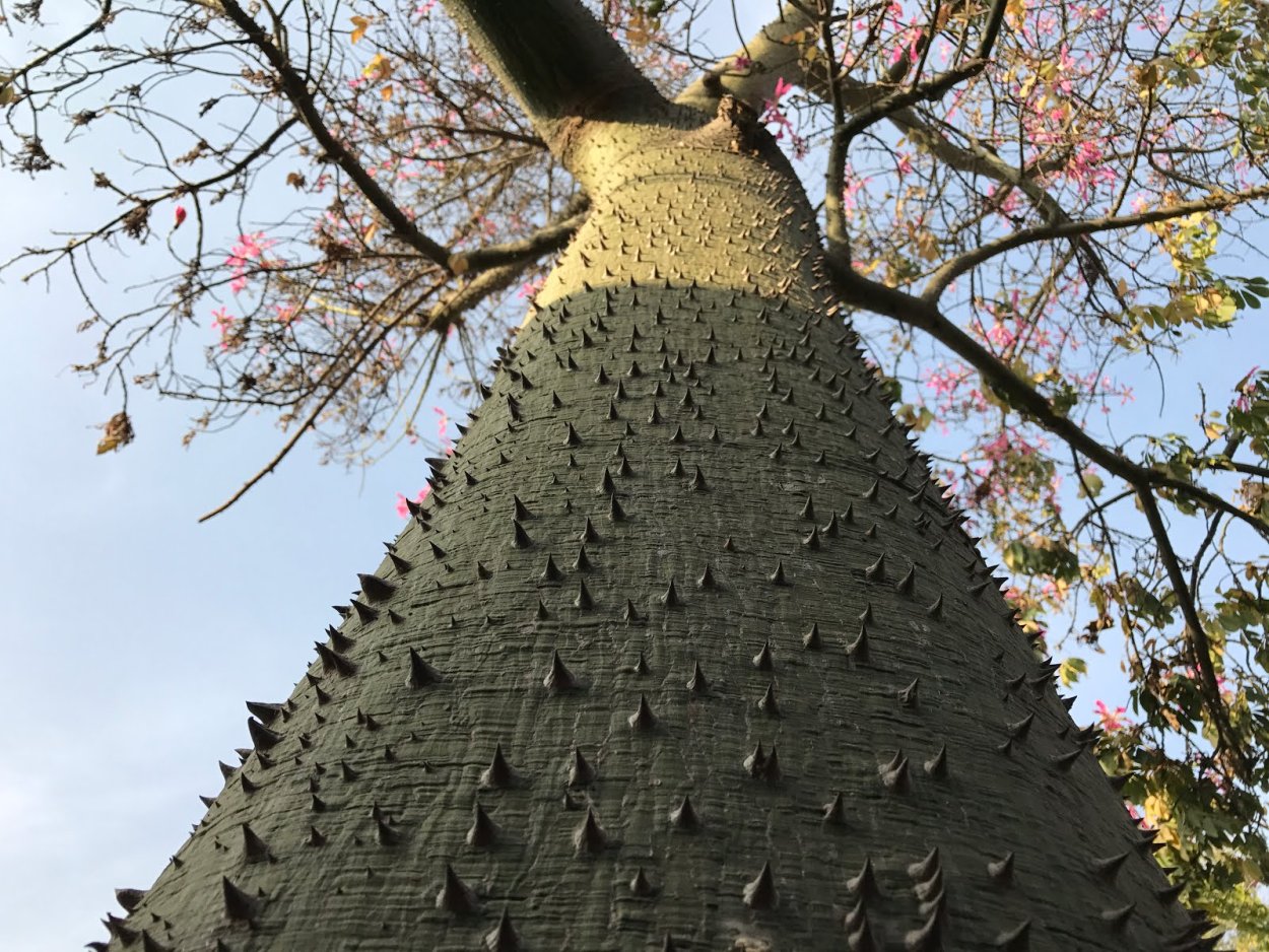 Хлопковое дерево (Ceiba speciosa)