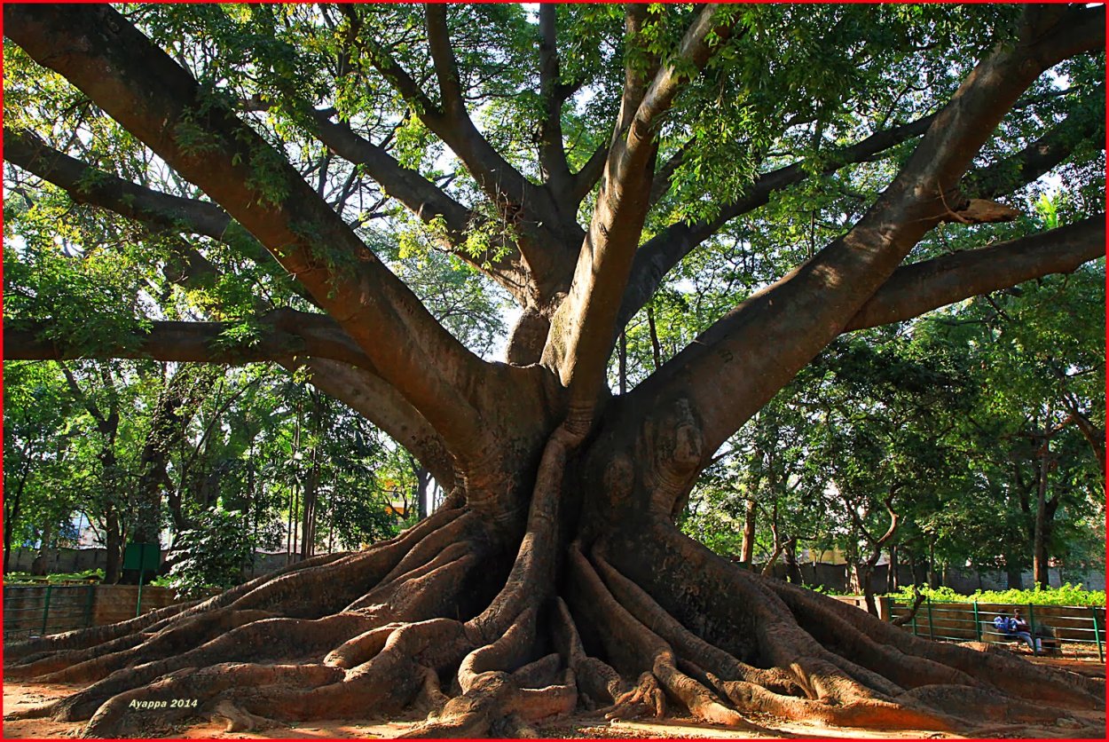 Сейба в Южной Америке