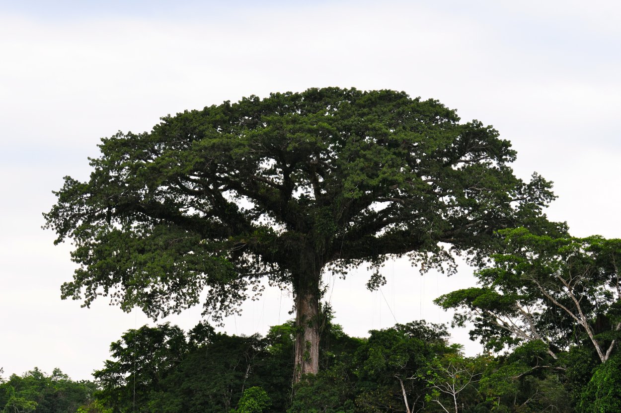 Сейба пятитычинковая