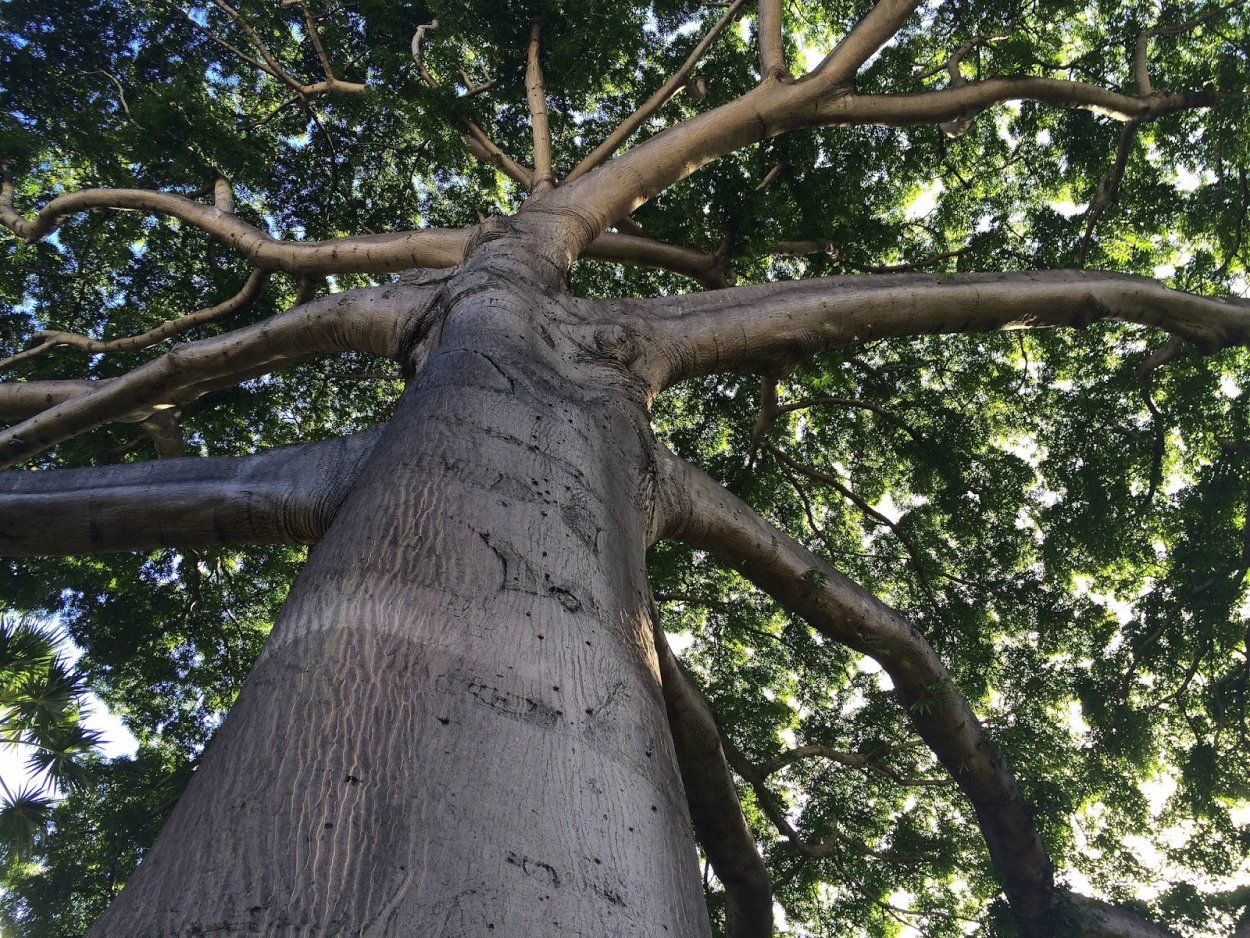 Сейба бонсай