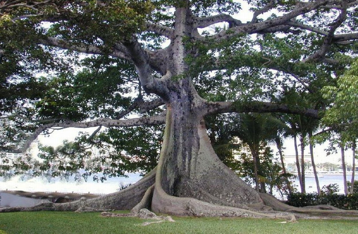 Сейба пятитычинковая