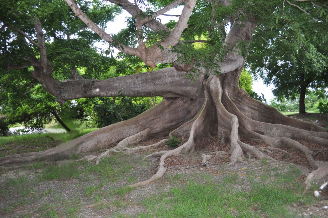 Гватемала Сейба
