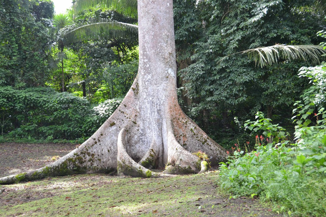 Сейба дерево в Египте