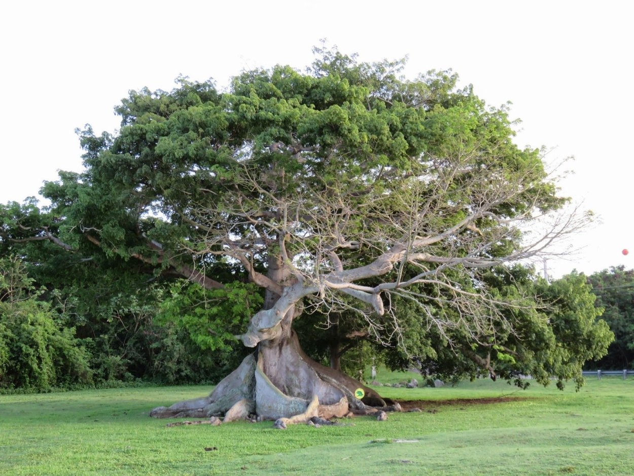 Сейба дерево в Южной Америке
