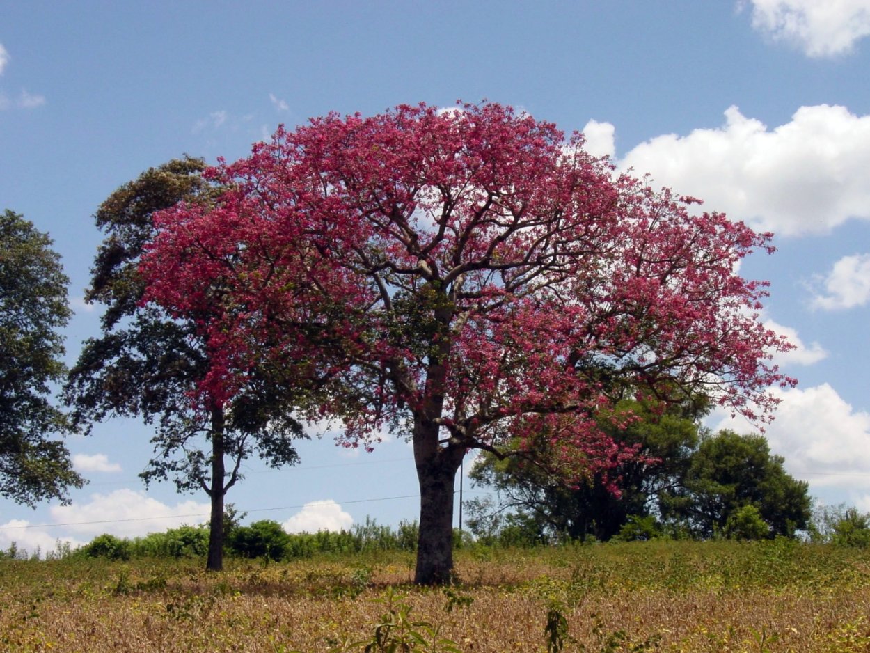 Темир Агач дерево