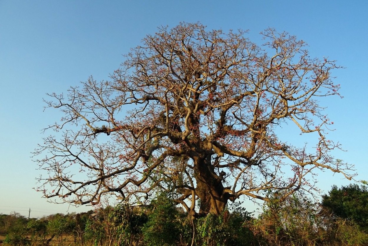 Дерево Сейба Фритаун
