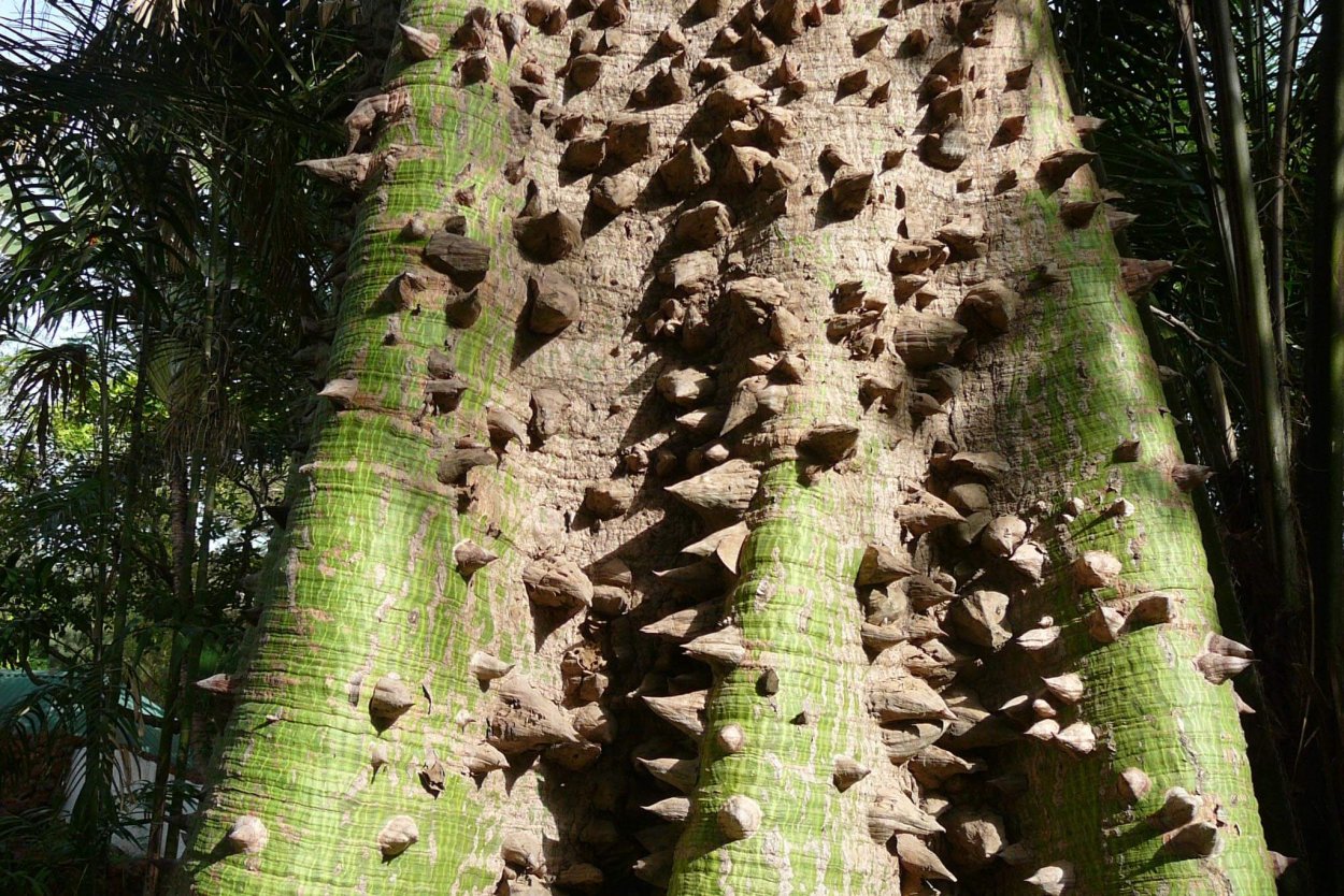 Ceiba pentandra