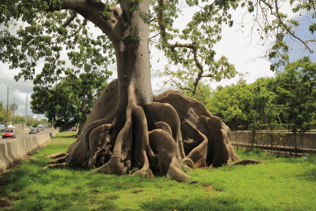 Сейба в Африке