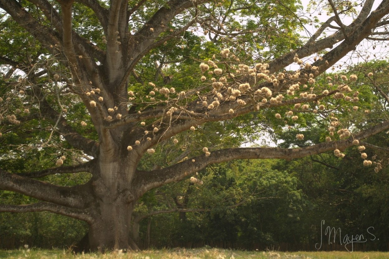 Хлопковое дерево Сейба