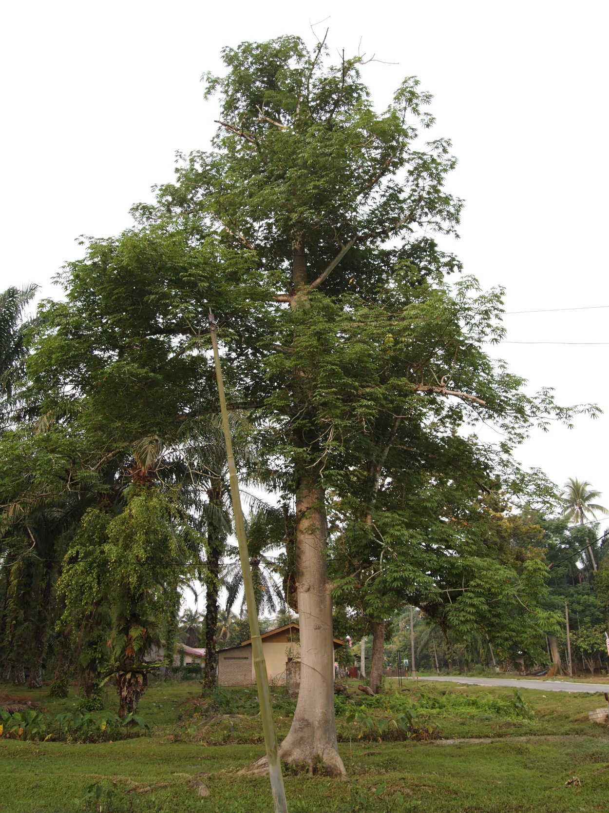 Сейба пятитычинковая