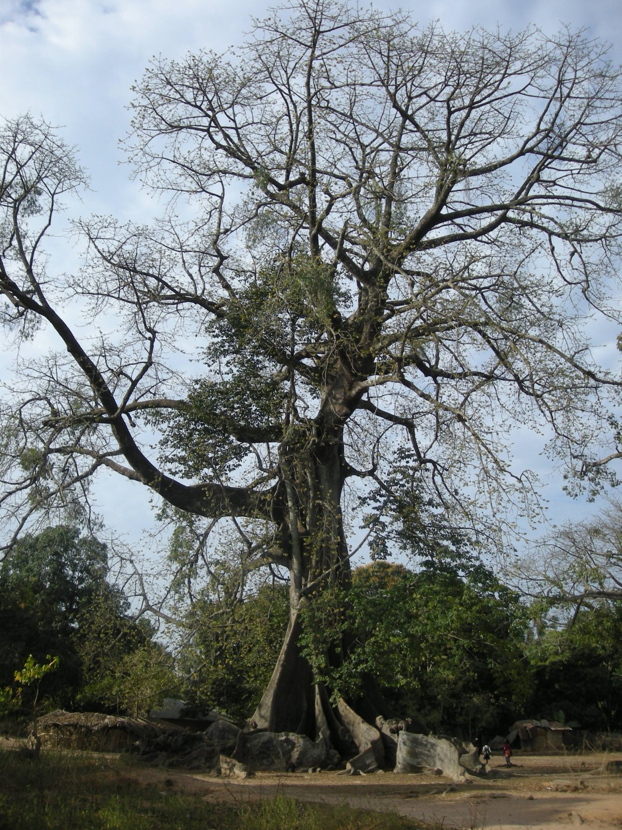 Корни дерева Сейба