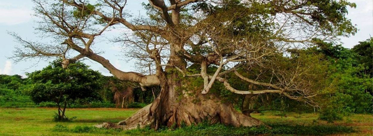 Каоба дерево