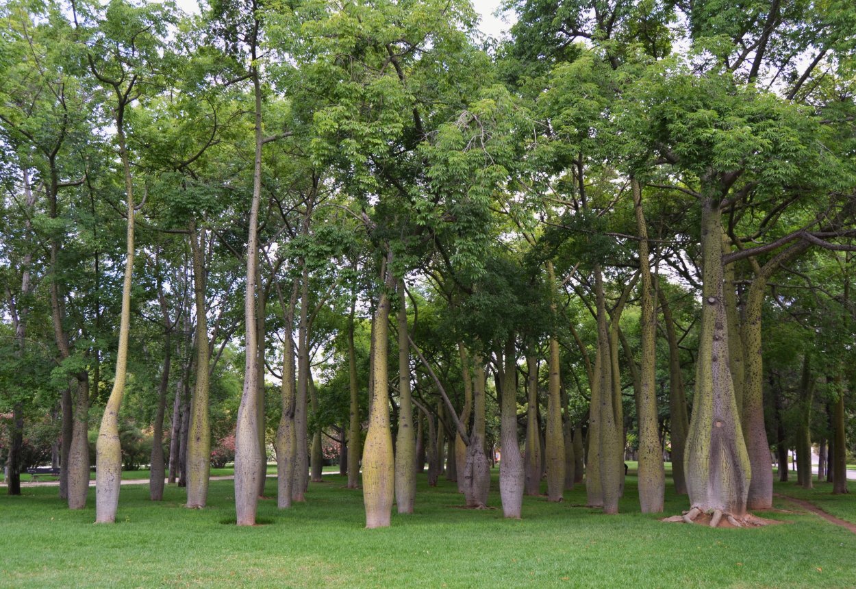 Сейба в Африке